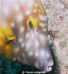 Buttterflyfish  Saint Maarten
Sea and Sea Dx2G
Brought ... by Trevorlaingchild Laingchild 